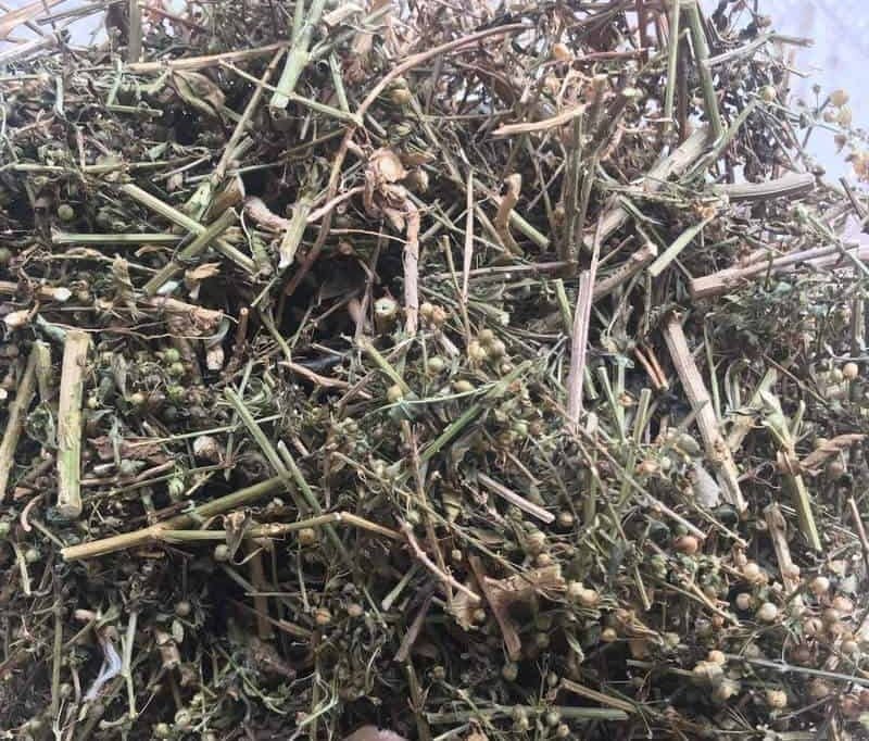 Cam thảo đất phơi khô có tác dụng gì