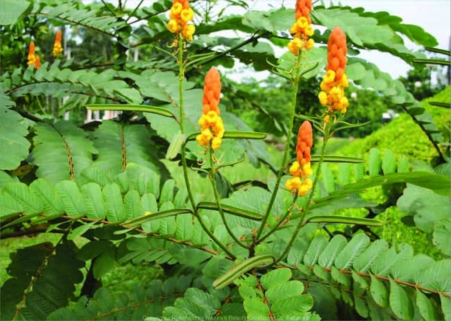 Cây muồng trâu có tác dụng gì