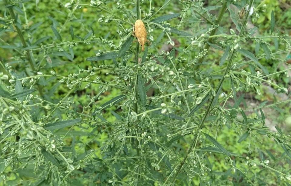 Cụm hoa cây ngải cứu