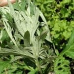 Cây ngải cứu có tác dụng gì