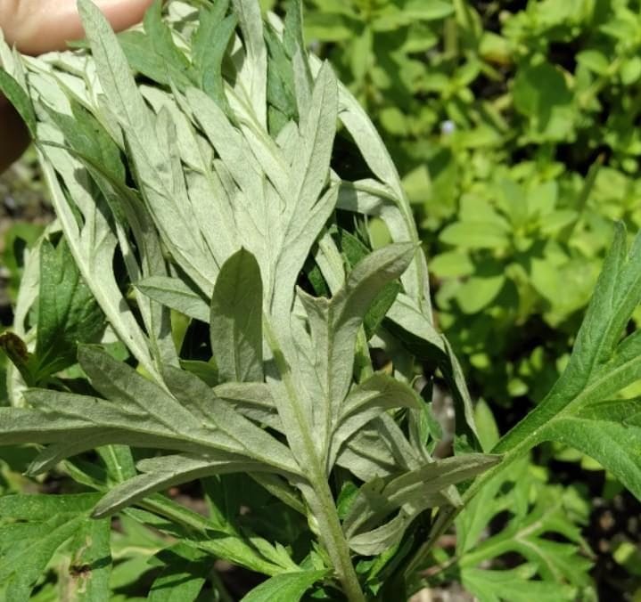 Cây ngải cứu có tác dụng gì (lá ngải cứu trị đau bụng kinh)