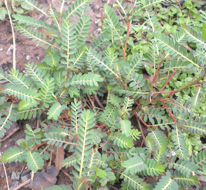 Cây diệp hạ châu (chó đẻ răng cưa) có tác dụng gì