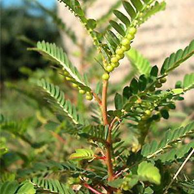 Cây diệp hạ châu (chó đẻ răng cưa)