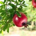 Lựu có tác dụng gì