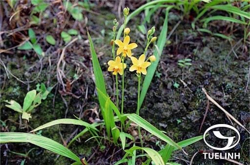 Lan cau lông mềm (thổ bạch cập)