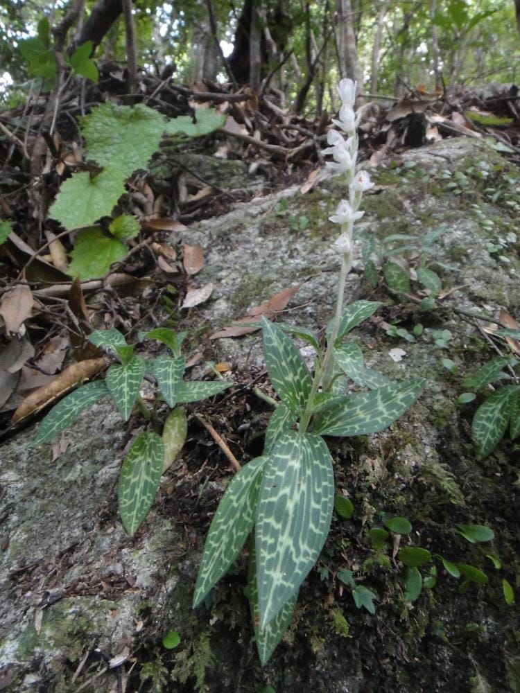 Lan gấm đất lớn