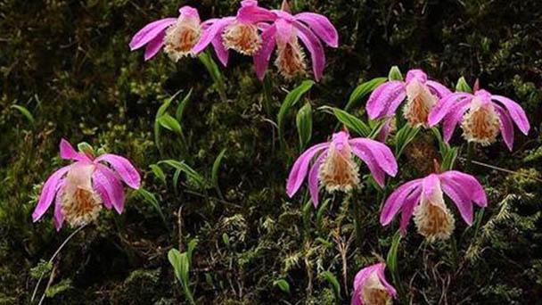 Lan kiều diễm (độc toán lan)