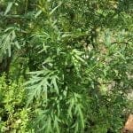 Ngải cứu trị đau bụng kinh