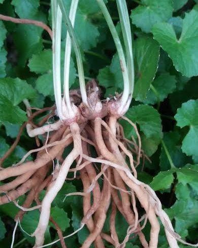 Lan cuốn chiếu (bàn long sâm)