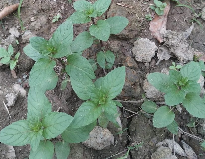 Bạc hà Doublemint có tác dụng gì