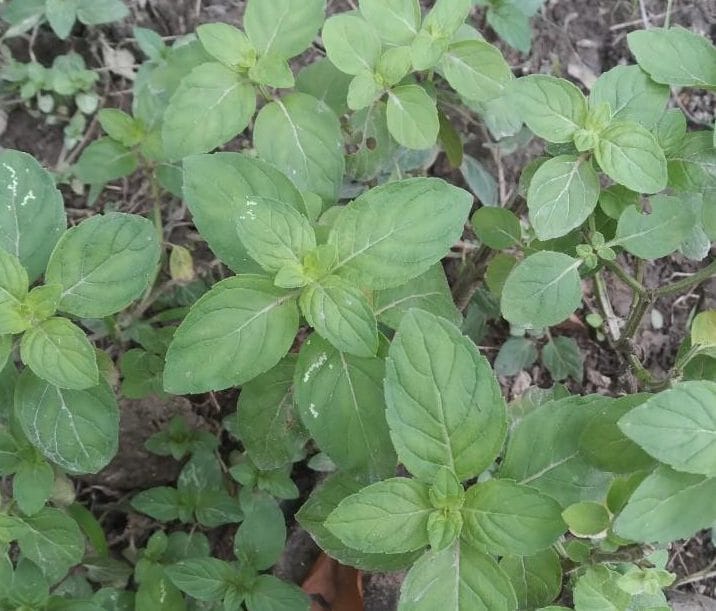 Bạc hà có tác dụng gì