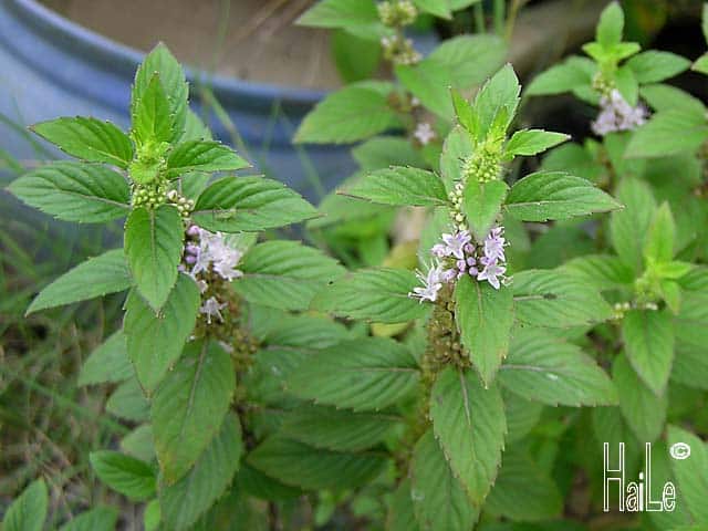 Bạc hà Nam (bạc hà Á)