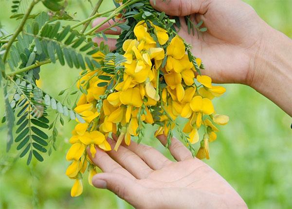 Bông điên điển