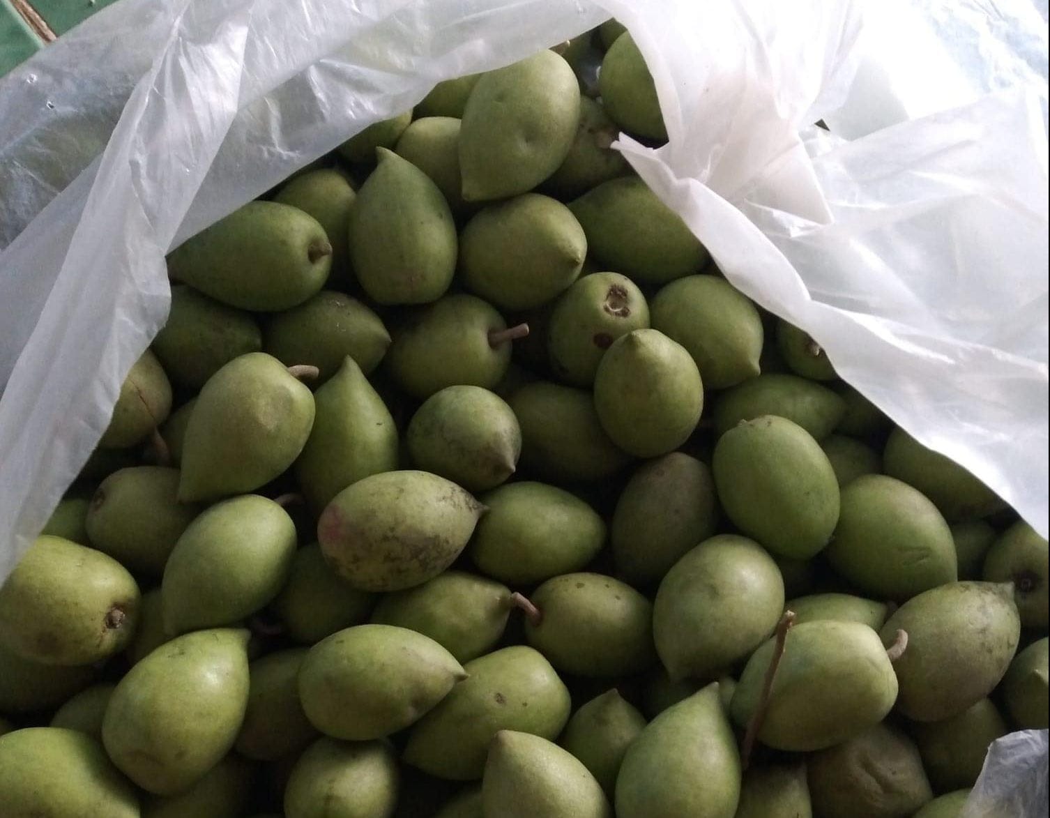 Trái cà na Nam Bộ có tác dụng gì