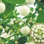 Cà pháo có tác dụng gì