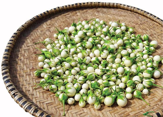 Cà pháo có tác dụng gì