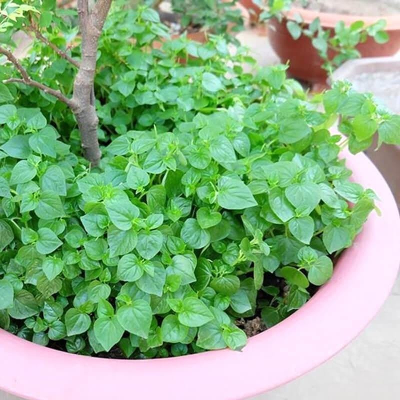 Rau càng cua có tác dụng gì