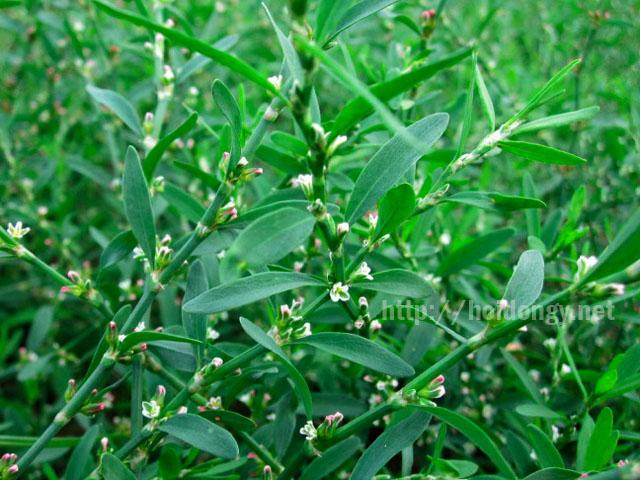 Vị thuốc biển súc có tác dụng gì