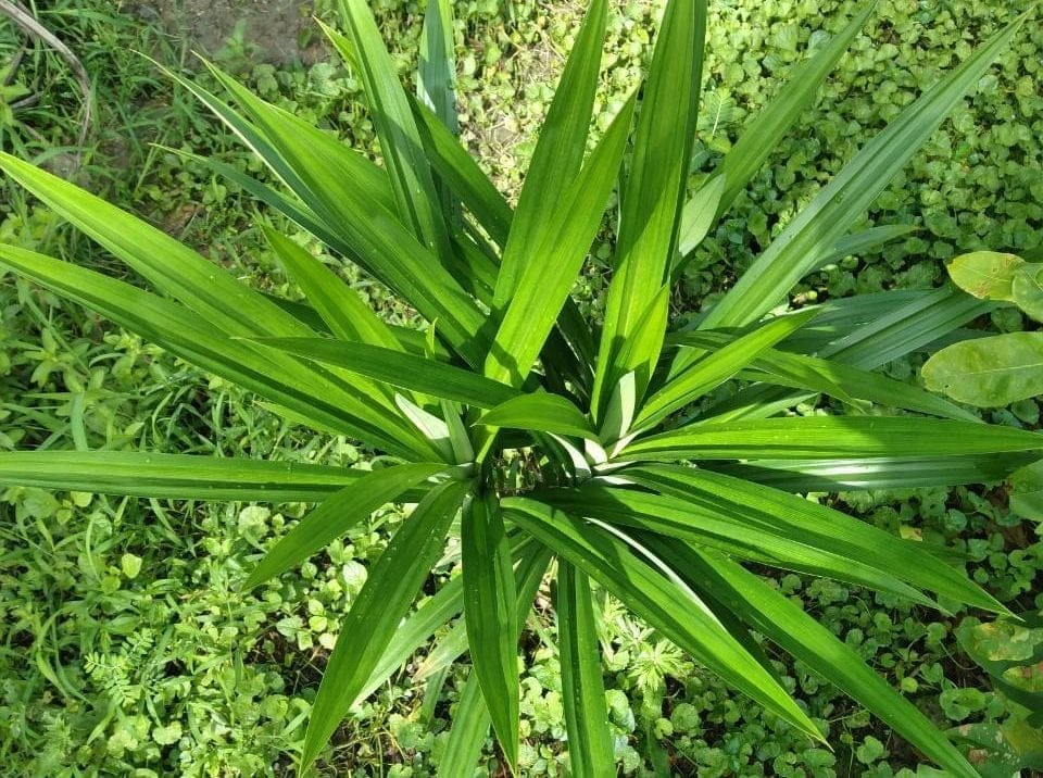 Cây lá dứa