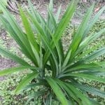 Cây lá dứa thơm