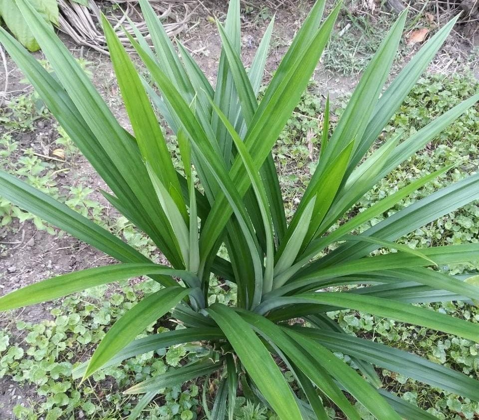 Cây lá dứa thơm