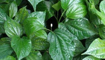 Uống nước lá lốt có tác dụng gì, trị bệnh gì và ăn nhiều có tốt không?