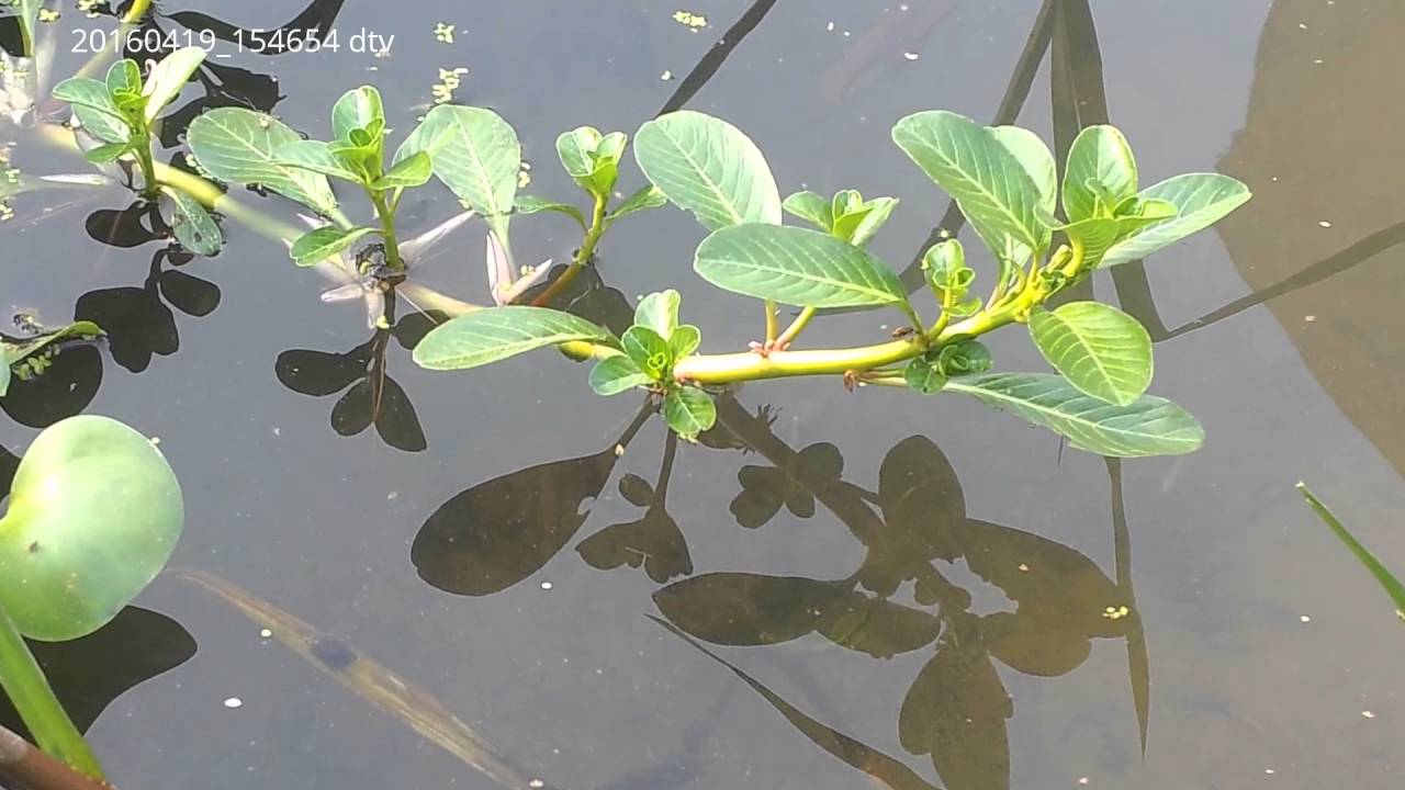 Cây rau dừa nước có tác dụng gì trị bệnh gì