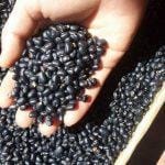 Đậu đen có tác dụng gì