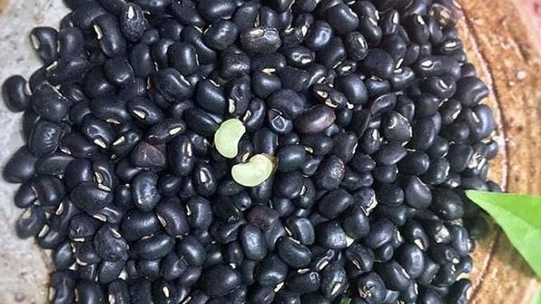 Đậu đen lòng xanh