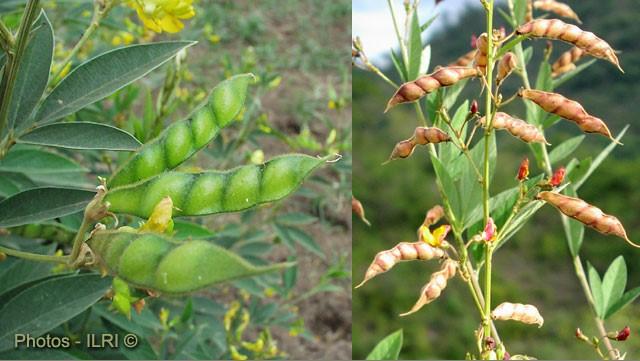 Đậu săng (đậu chiều, đậu triều) có tác dụng gì