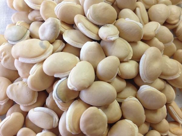 Hạt đậu ván trắng
