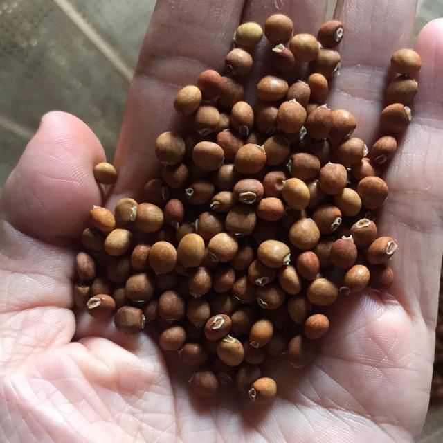 Hạt đậu triều (đậu chiều, đậu săng)