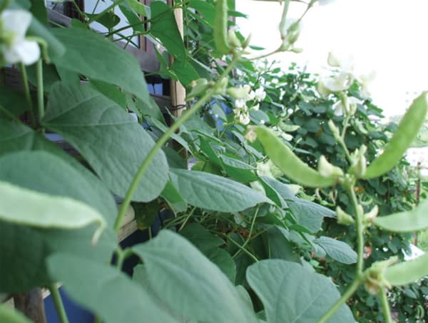 Hoa đậu ván trắng