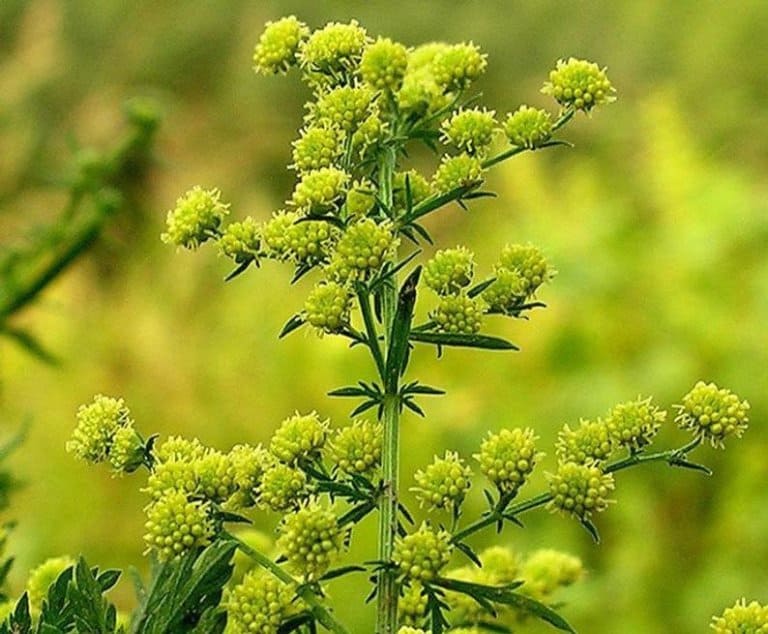 Cây Thanh cao hoa vàng (thanh hao hoa vàng)