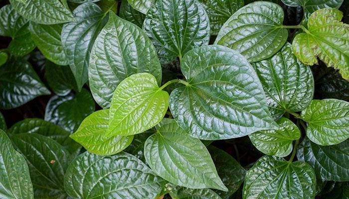 Cây lá lốt có tác dụng gì