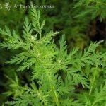 Thanh cao hoa vàng (thanh hao hoa vàng)