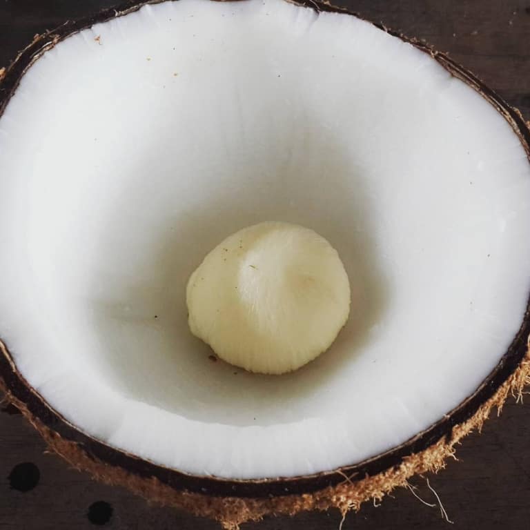 Mộng dừa quá nhỏ nên ăn không "đã miệng" và cũng không ngon bằng loại to bằng lòng bàn tay