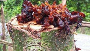 Cây gòn có tác dụng gì? Vỏ cây gòn có gây kích dục?