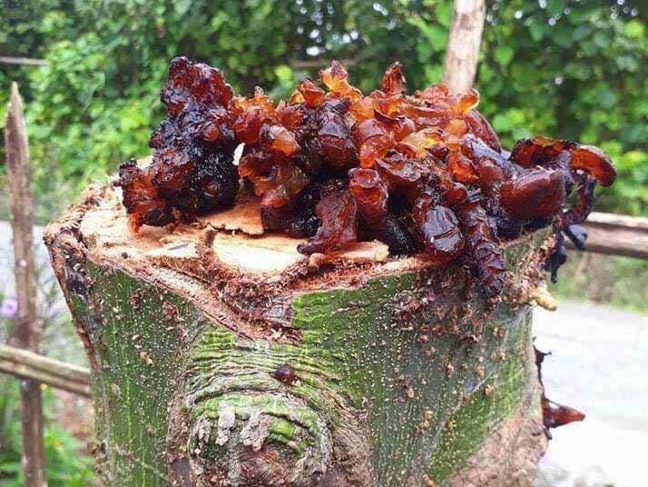 Mủ gòn