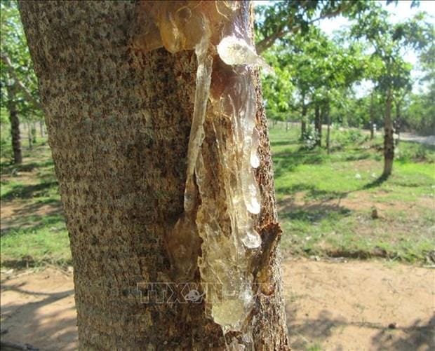 Cách thu hoạch mủ trôm