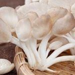 Nấm bào ngư có tác dụng gì