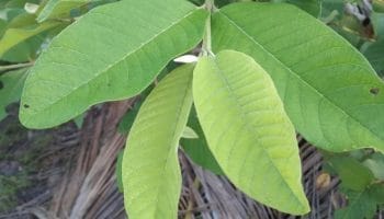 Lá ổi trị bệnh gì? Uống nước lá ổi có tốt không?