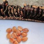 Quả ô môi có tác dụng gì