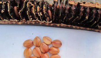 Công dụng của trái ô môi, trái ô môi ngâm rượu trị bệnh gì?