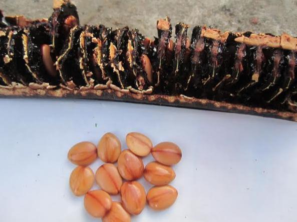 Quả ô môi có tác dụng gì