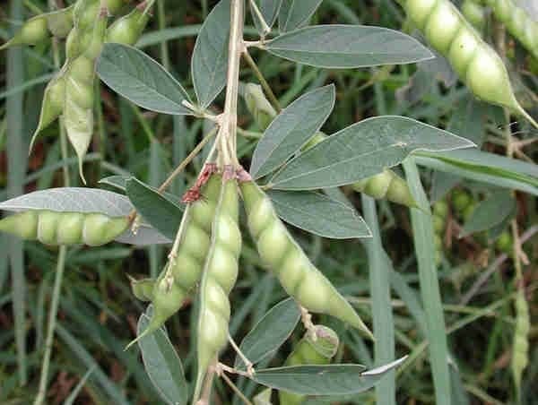 Đậu săng (đậu chiều, đậu triều) có tác dụng gì