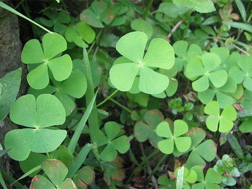 Rau bợ có tác dụng gì