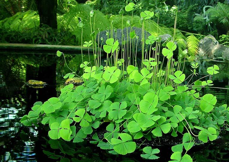 Rau bợ có tác dụng gì