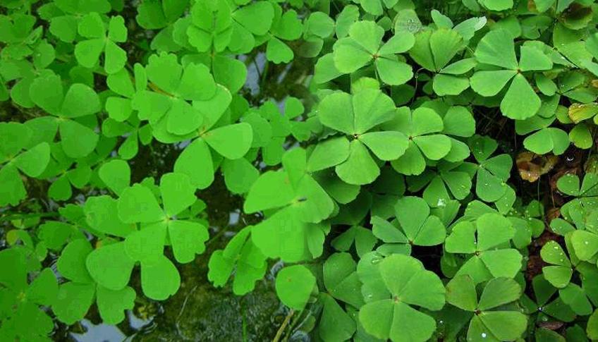 Rau bợ có tác dụng gì trị sỏi thận