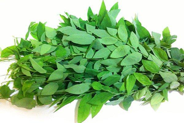 Cành lá rau bù ngót